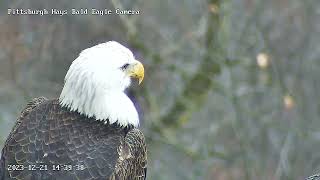 Hays Eagles V closeup on the Escalator Branch 122123 [upl. by Riedel798]