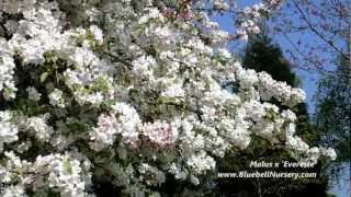 Malus x Evereste Crab Apple Tree  Spring flowers [upl. by Llennehc204]