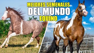 ¡DESCUBRE LOS SEMENALES MÁS DESTACADOS DEL MUNDO EQUINO caballos horse [upl. by Augustine]