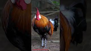 Big roosters crowing compilation 4K  100 rooster crowing in the morning  Serama Leghorn [upl. by Elawalo835]