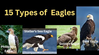 15 Types Of Eagles [upl. by Hamfurd545]