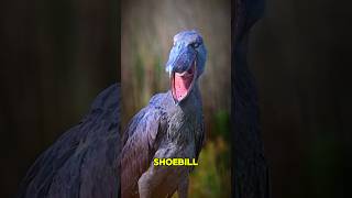 Shoebill – A large bird with a massive shoeshaped bill that hunts in swampy regions of Africa [upl. by Mikkanen]