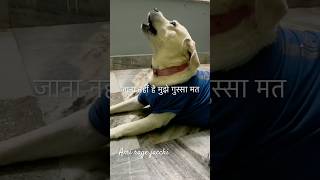 Mujhe ghussa maat dilao🤬 doglover labradorretreiver funnydog labradorlovers labradorcommunity [upl. by Ynneb523]