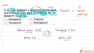 In a cross between a tetraploid female plantand a diploid male plant of mulberry [upl. by Goran]