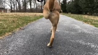 This may be the fastest dog on two legs [upl. by Tully]