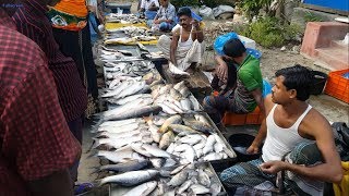 Amazing Rural Village Fish Market In Bangladesh  Lots Of Fresh Country Fishes Available [upl. by Shirlene961]