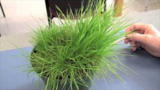 Cool Season Turfgrasses  Part 2 [upl. by Maiocco]