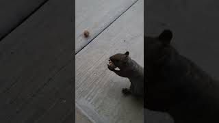 Brown Noser is the first Trick or Treater squirrel squirrelvideo squirrelbuddies trickortreat [upl. by Durman916]