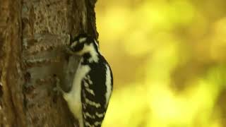 Woodpeckers  High Park Toronto [upl. by Collie]