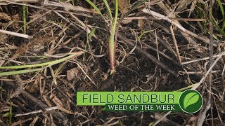 Weed of the Week 1003 Field Sandbur Air Date 62517 [upl. by Germain]