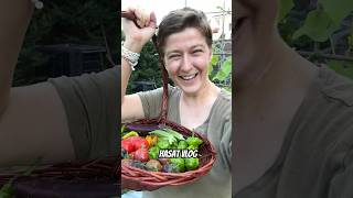 Bu kadar acı biberle ne yapılır  Hasat vlog 👩🏼‍🌾 doğa gardening bahçe [upl. by Wrench]