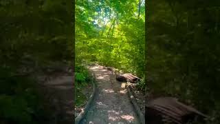 Beautiful Sydenham Hill Wood and Cox’s Walk Southwark London ☀️🌳🌳🌳🌾🌾🌾🥰🇬🇧 [upl. by Onailime]