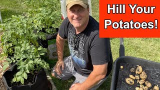 How to Easily Hill Potatoes in Containers [upl. by Joceline]