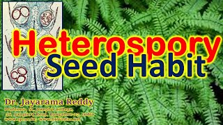 Heterospory Seed Habit Pteridophytes Gymnosperms B Sc M Sc Admission St Josephs College [upl. by Aldrich]