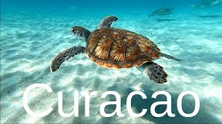 12 Best Curacao Snorkeling Spots [upl. by Elvina666]