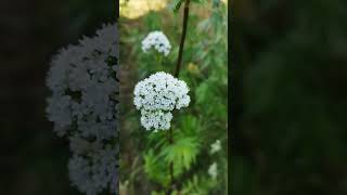 Echter Baldrian Valeriana officinalis  Pflanzenportrait  Gartenexpedition shorts naturgarten [upl. by Dempstor]