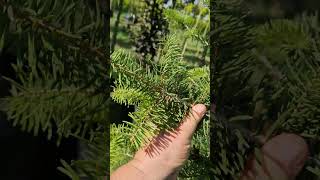 Ялиця одноколірна Ялиця каліфорнійська Abies concolor блакитна для декоративних ландшафтів та садів [upl. by Crandall]