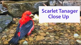 Closeup Video of a Scarlet Tanager [upl. by Collyer]