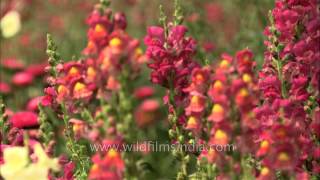 Snapdragon flowers Antirrhinum majus in Mughal gardens at Rashtrapati Bhavan [upl. by Whale]