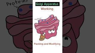 Working of Golgi Apparatus [upl. by Othilia]