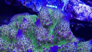 Acropora Gemmifera [upl. by Lenes]