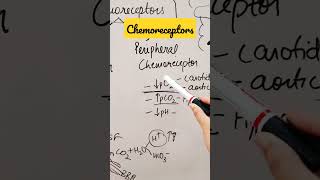 Chemoreceptorsshorts physiology respiratory [upl. by Birdella62]