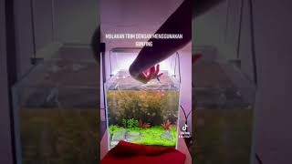 Trim my plant rotala wallichii [upl. by Nimaj]