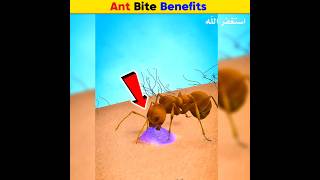 Ant Bite Benefits  Arslan Speaks shortsfeed amazingfacts facts ants [upl. by Ilke]