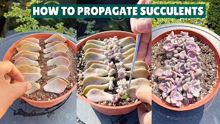 How I Propagate My Succulents 🪴 Succulent Garden 多肉植物  다육이들  Suculentas [upl. by Irakuy847]