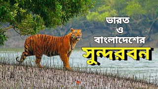 সুন্দরবন  Sundarbans  Largest Mangrove Forest [upl. by Epotimet596]