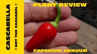 Cascabella Pepper Capsicum annuum [upl. by Elmina]