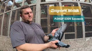 Zbigniew Rodak  PZHGP 0309 Szczecin  Mistrzowska Hodowla đź‡µđź‡±đźĄłđźŽ‰đź¤© [upl. by Orit]