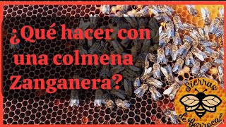 ¿Qué hacer con una colmena zanganera [upl. by Cassady882]