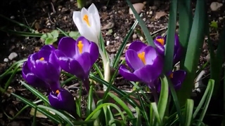 Saffron Crocus flowers bloom Time Lapse Quiet Mountain  AnZan [upl. by Zanas967]