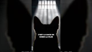 La race de chien la plus malheureuse de France [upl. by Billy]