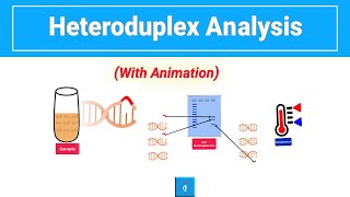 Heteroduplex Analysis with animation [upl. by Anirb]