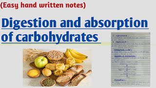 Digestion and absorption of carbohydrates [upl. by Rosenwald]