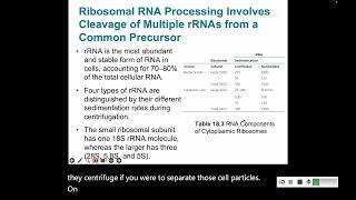 Transcription 5 rRNA and tRNA processing [upl. by Yarod]