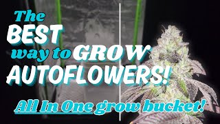 GROWING AUTOFLOWERS THE EASY WAY  ALL IN ONE GROW BUCKET  GIGAWATT [upl. by Jenei533]