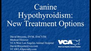 Canine Hypothyroidism New Treatment Options Podcast [upl. by Sidon]