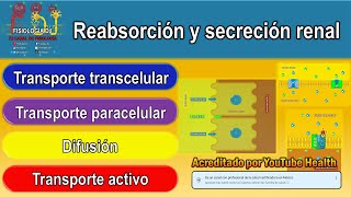 Filtración glomerular  Fisiología renal reabsorción tubular  Secreción tubular [upl. by Otineb246]