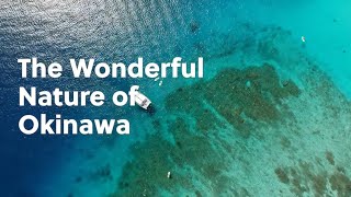 The Wonderful Nature of Okinawa [upl. by Segal]