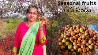 రేగిపండ్లు వాళ్ళ ఇన్ని ఉపయోగాల🤔Regipandlu uses in telugu Seasonal fruits regipandlusimplecookbook [upl. by Frerichs278]