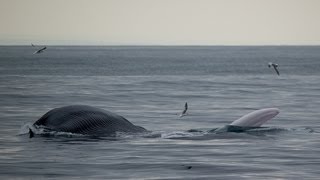 Lunge Feeding Blue Whales Thrill Dana Point Whale Watchers [upl. by Plotkin]