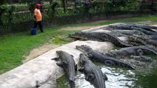 Crocodile Feeding at Langkawi Crocodile Farm [upl. by Lednik241]