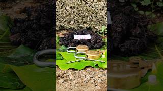 original nalla pasupu original black turmeric plant Kali haldi test trending 9325837843 [upl. by Atinahs565]