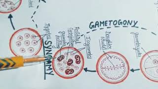 Life Cycle of Monocystis by Priyanka Kashyap [upl. by Zeni]