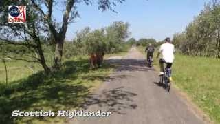 Cycling through the dunes to the beach Netherlands 278 [upl. by Aramen]