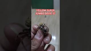 YELLOW SUPERJUMBO DEVIL G spiderfight gagambafight gagamba viralvideo viralshorts viralvideos [upl. by Ardnait522]