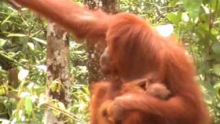 Steppes Discovery Borneo Orangutan Baby Feeding [upl. by Oniuqa955]